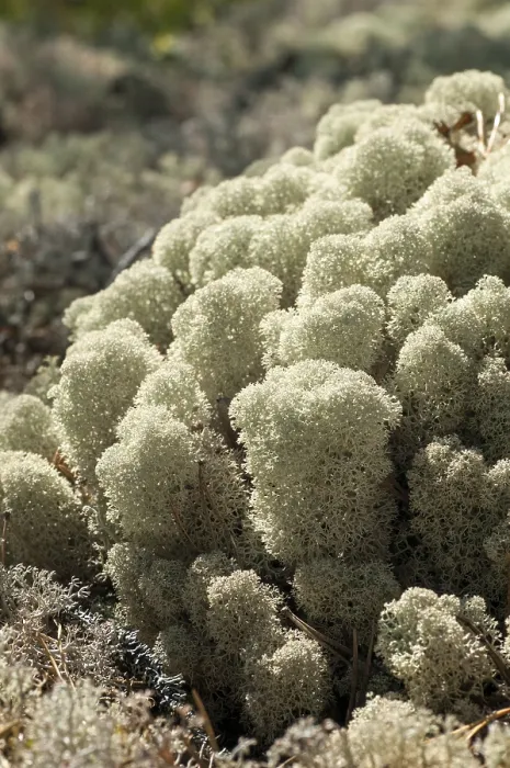 Gerahmter Druck : Ascomycota, Cladonia stellaris Gerahmter Druck : Ascomycota, Cladonia stellaris