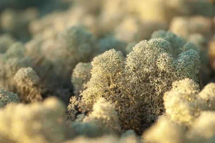 Gerahmter Druck : Ascomycota, Cladonia stellaris Gerahmter Druck : Ascomycota, Cladonia stellaris