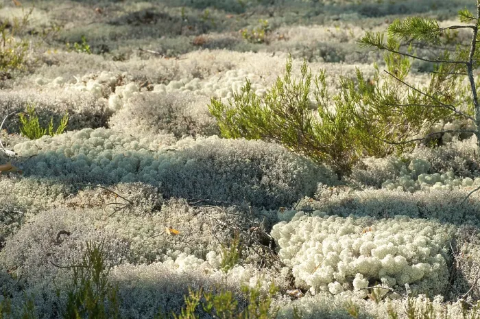 Gerahmter Druck : Ascomycota, Cladonia stellaris Gerahmter Druck : Ascomycota, Cladonia stellaris