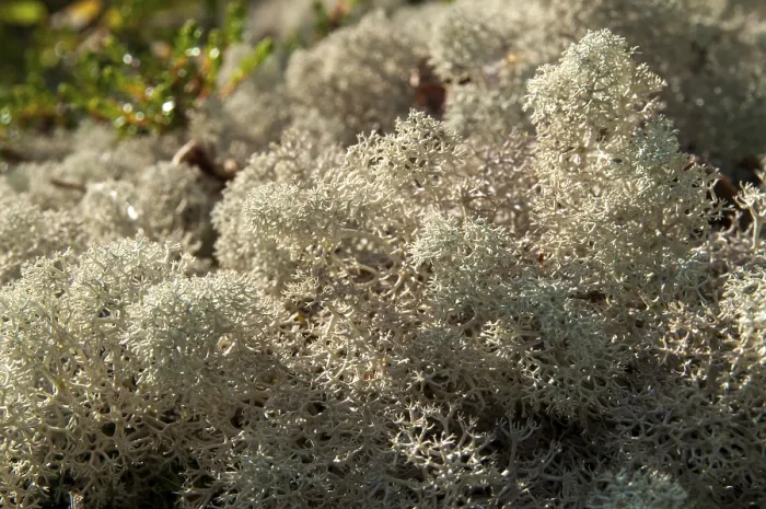 Gerahmter Druck : Ascomycota, Cladonia stellaris Gerahmter Druck : Ascomycota, Cladonia stellaris