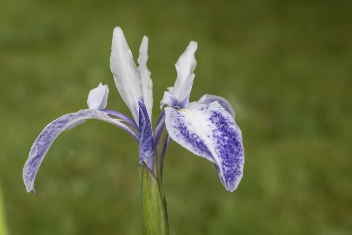Gerahmter Druck : Asiatische Schilfrose (Iris laevigata) Gerahmter Druck : Asiatische Schilfrose (Iris laevigata)