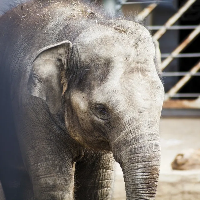 Gerahmter Druck : Ein Asiatischer Elefant in der Nähe Gerahmter Druck : Ein Asiatischer Elefant in der Nähe