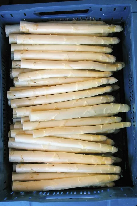 Gerahmter Druck : Asparagus Gerahmter Druck : Asparagus