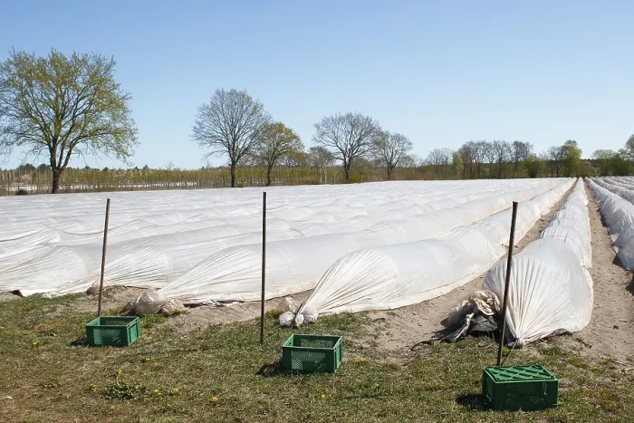 Gerahmter Druck : Asparagusfelder ohne Erntearbeiter. Gerahmter Druck : Asparagusfelder ohne Erntearbeiter.