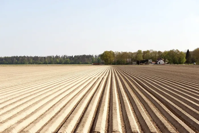 Gerahmter Druck : Asparagus-Landschaft mit Reihen im Sand. Gerahmter Druck : Asparagus-Landschaft mit Reihen im Sand.