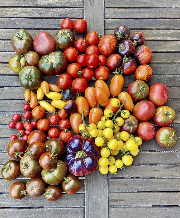 Gerahmter Druck : Gemischte farbenfrohe Tomaten Gerahmter Druck : Gemischte farbenfrohe Tomaten
