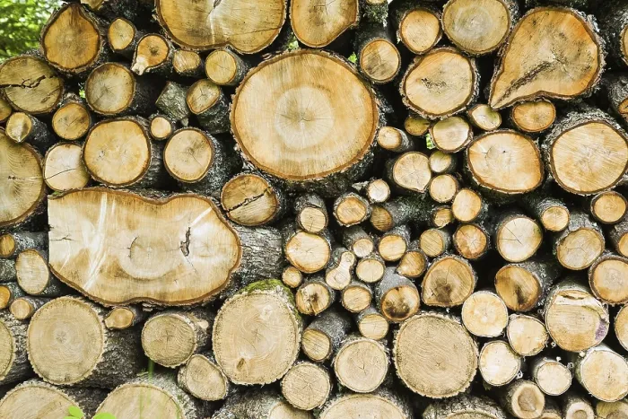 Gerahmter Druck : Gemischte geschnittene und gestapelte Pinus. Gerahmter Druck : Gemischte geschnittene und gestapelte Pinus.