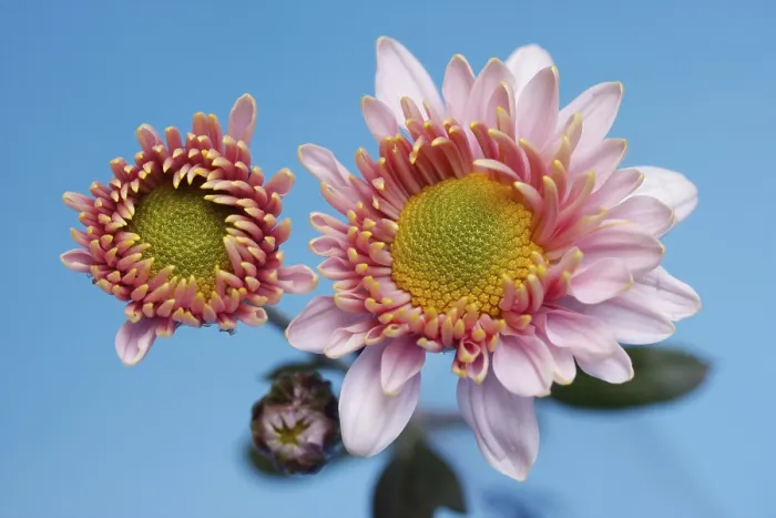 Gerahmter Druck : Aster Gerahmter Druck : Aster