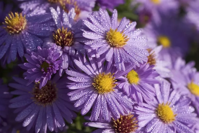 Gerahmter Druck : Sterne-Blumen Deutschland Gerahmter Druck : Sterne-Blumen Deutschland