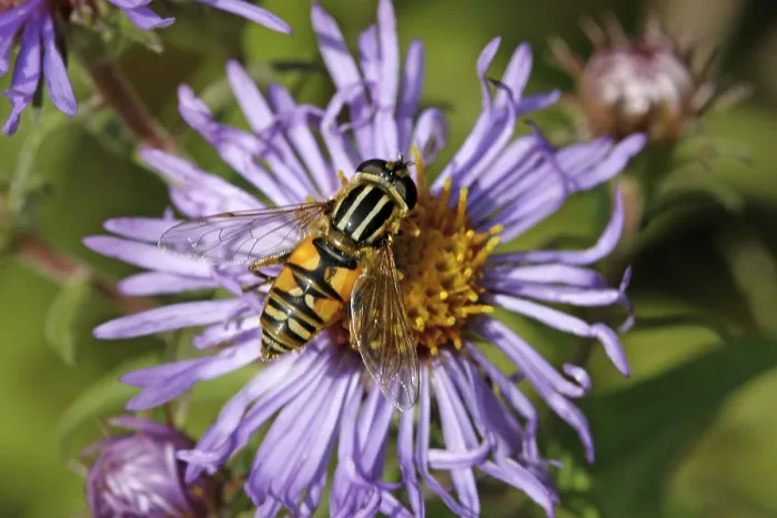 Gerahmter Druck : Aster novae-angliae, Aster mit rauem Blatt. Gerahmter Druck : Aster novae-angliae, Aster mit rauem Blatt.