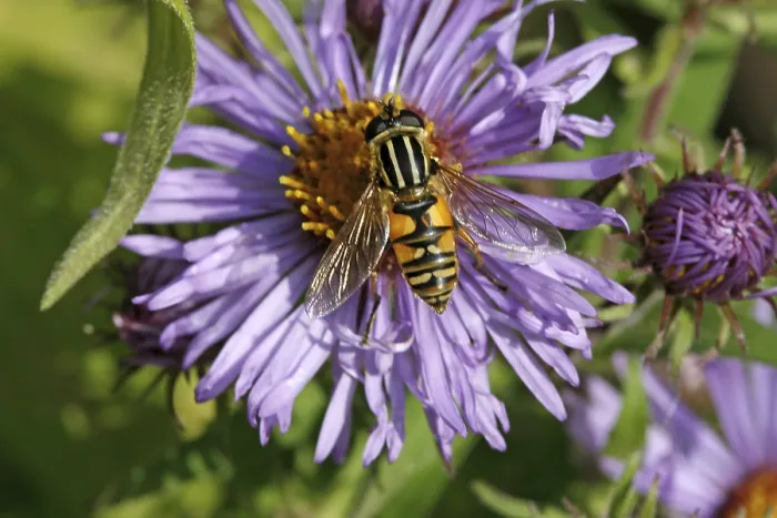 Gerahmter Druck : Aster novae-angliae, Roughleaf-Aster Gerahmter Druck : Aster novae-angliae, Roughleaf-Aster