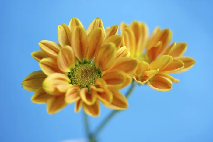 Gerahmter Druck : Aster, Winter-Aster Gerahmter Druck : Aster, Winter-Aster