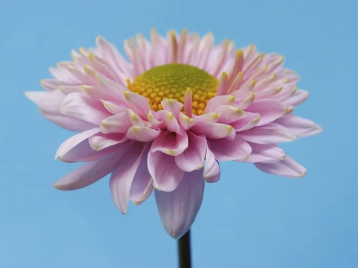 Gerahmter Druck : Aster, Winter-Aster Gerahmter Druck : Aster, Winter-Aster