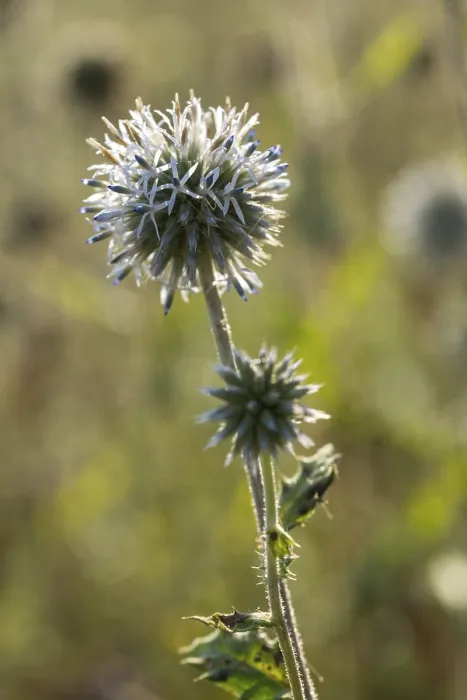 Gerahmter Druck : Asteraceae, Bienenkugel-Thistle Gerahmter Druck : Asteraceae, Bienenkugel-Thistle