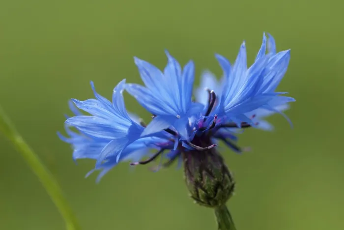 Gerahmter Druck : Asteraceae, Centaurea cyanus, Kornblume Gerahmter Druck : Asteraceae, Centaurea cyanus, Kornblume