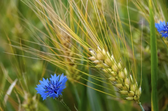 Gerahmter Druck : Asteraceae, Centaurea cyanus, Kornblume Gerahmter Druck : Asteraceae, Centaurea cyanus, Kornblume