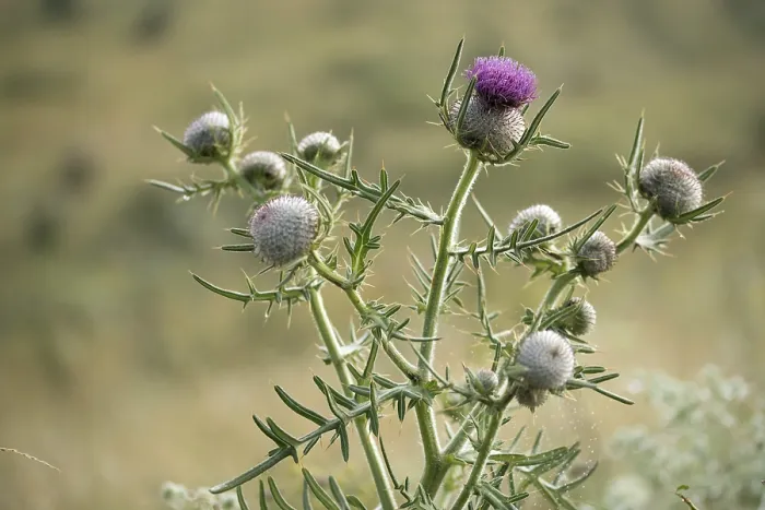 Gerahmter Druck : Asteraceae, Cirsium eriophorum Gerahmter Druck : Asteraceae, Cirsium eriophorum