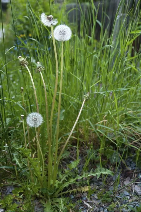 Gerahmter Druck : Asteraceae, Gemeiner Löwenzahn, Kleeblättrige Prachtwinde Gerahmter Druck : Asteraceae, Gemeiner Löwenzahn, Kleeblättrige Prachtwinde