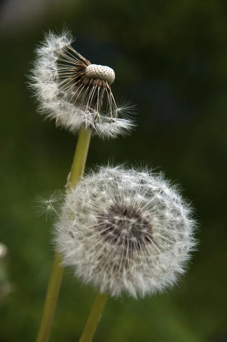 Gerahmter Druck : Asteraceae, Wiesen-Schafranke, Kleeblättrige Prachtwinde Gerahmter Druck : Asteraceae, Wiesen-Schafranke, Kleeblättrige Prachtwinde
