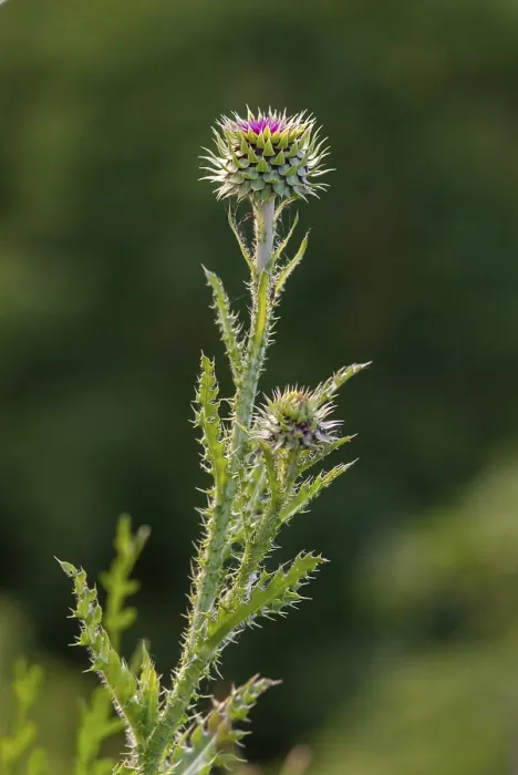 Gerahmter Druck : Asteraceae, Illyrisches Baumwollkraut Gerahmter Druck : Asteraceae, Illyrisches Baumwollkraut