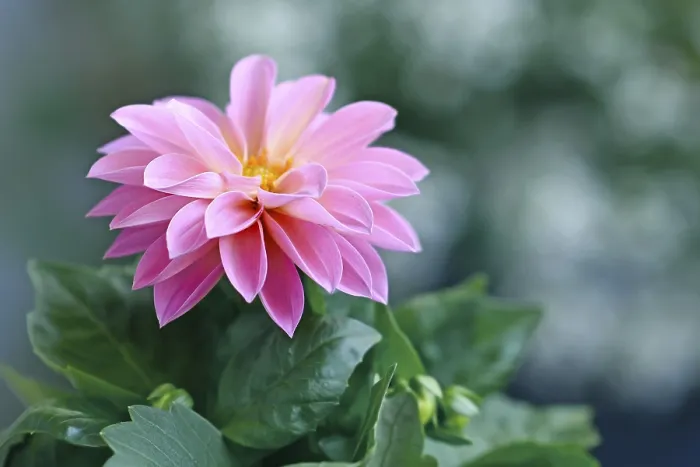 Gerahmter Druck : Asteraceae, einzelne, unscharfe Hintergrund. Gerahmter Druck : Asteraceae, einzelne, unscharfe Hintergrund.