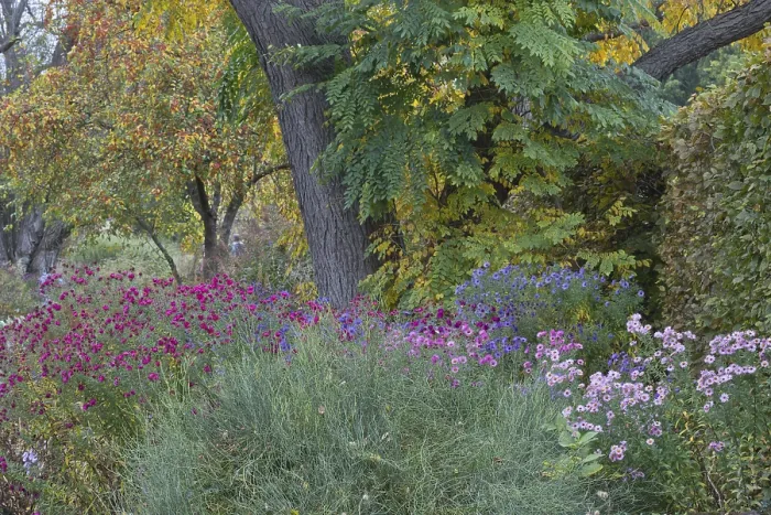 Gerahmter Druck : Aster in gemischter Beetecke. Gerahmter Druck : Aster in gemischter Beetecke.