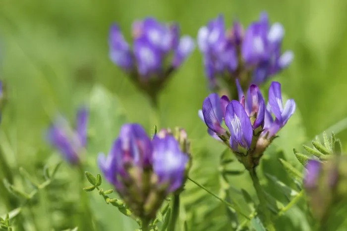 Gerahmter Druck : Astragalus danicus, Tschechische Republik Gerahmter Druck : Astragalus danicus, Tschechische Republik