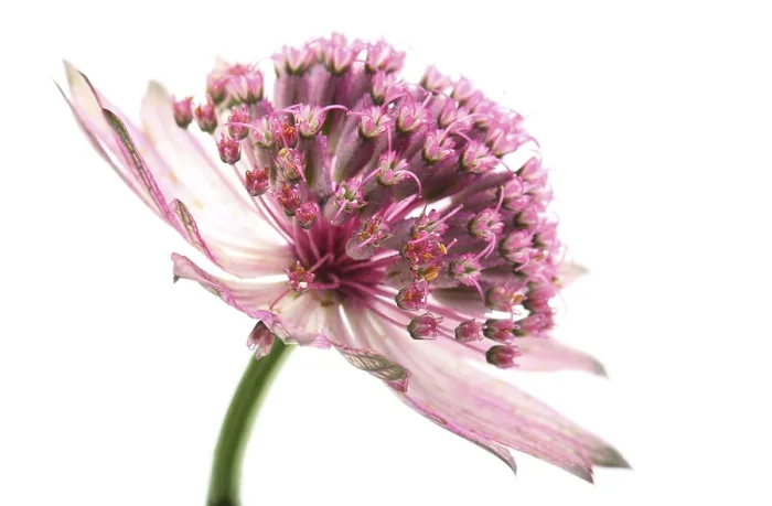 Gerahmter Druck : Astrianta-Blume Gerahmter Druck : Astrianta-Blume