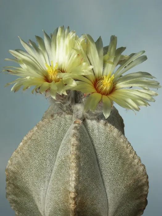 Gerahmter Druck : Astrophytum coahuilense Gerahmter Druck : Astrophytum coahuilense