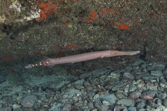 Gerahmter Druck : Ein Atlantischer Kornettfisch (Aulostomus strigosus) schwimmt entlang eines felsigen Meeresbodens unter Wasser am Tauchplatz Pasito Blanco Riff. Gerahmter Druck : Ein Atlantischer Kornettfisch (Aulostomus strigosus) schwimmt entlang eines felsigen Meeresbodens unter Wasser am Tauchplatz Pasito Blanco Riff.