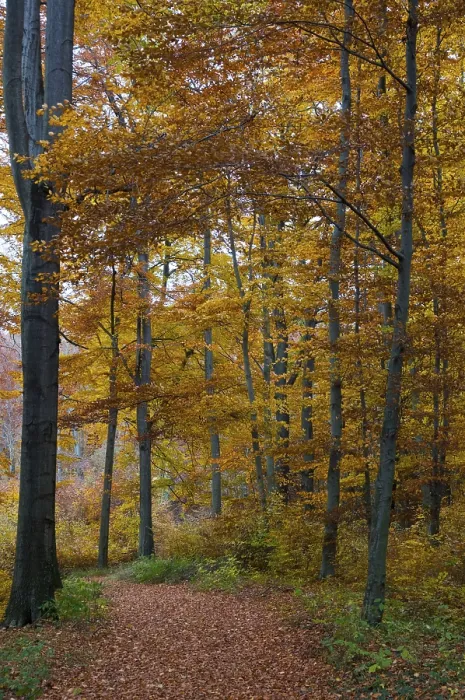 Gerahmter Druck : Atmosphäre, Herbst, Baum, Buchenwald. Gerahmter Druck : Atmosphäre, Herbst, Baum, Buchenwald.