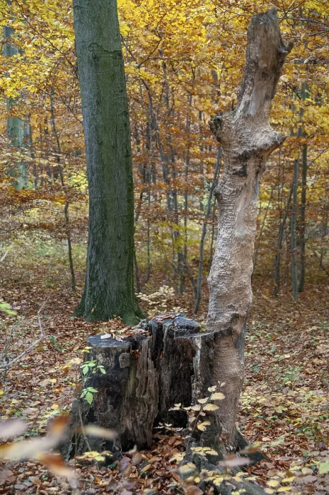 Gerahmter Druck : Atmosphäre, Herbst, Baum, Buchenwald. Gerahmter Druck : Atmosphäre, Herbst, Baum, Buchenwald.