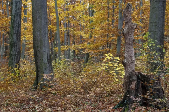 Gerahmter Druck : Atmosphäre, Herbst, Baum, Buchenwald Gerahmter Druck : Atmosphäre, Herbst, Baum, Buchenwald