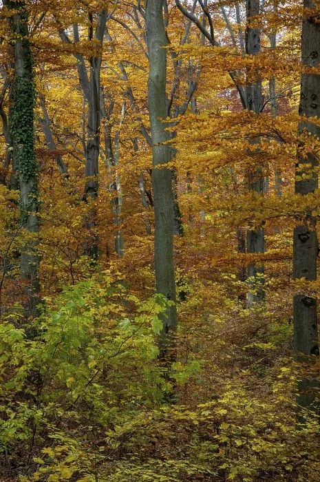Gerahmter Druck : Atmosphäre, Herbst, Baum, Buchenwald. Gerahmter Druck : Atmosphäre, Herbst, Baum, Buchenwald.