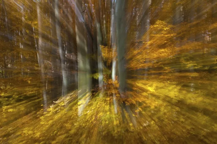 Gerahmter Druck : Atmosphäre, Herbst, Baum, Buchenwald Gerahmter Druck : Atmosphäre, Herbst, Baum, Buchenwald