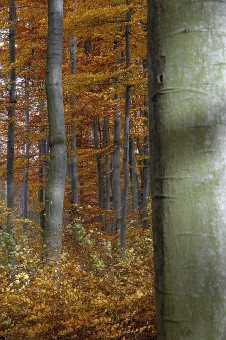 Gerahmter Druck : Atmosphäre, Herbst, Baum, Buchenwald. Gerahmter Druck : Atmosphäre, Herbst, Baum, Buchenwald.