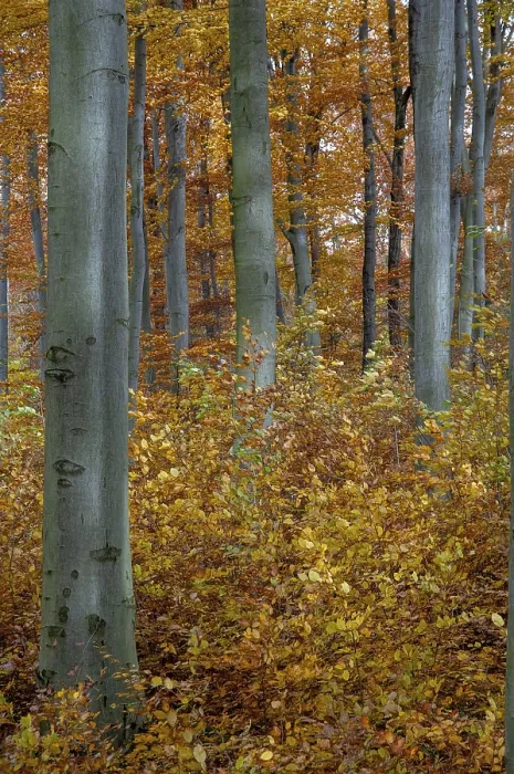 Gerahmter Druck : Atmosphäre, Herbst, Baum, Buchenwald Gerahmter Druck : Atmosphäre, Herbst, Baum, Buchenwald