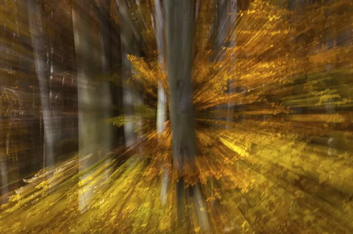 Gerahmter Druck : Atmosphäre, Herbst, Baum, Buchenwald Gerahmter Druck : Atmosphäre, Herbst, Baum, Buchenwald