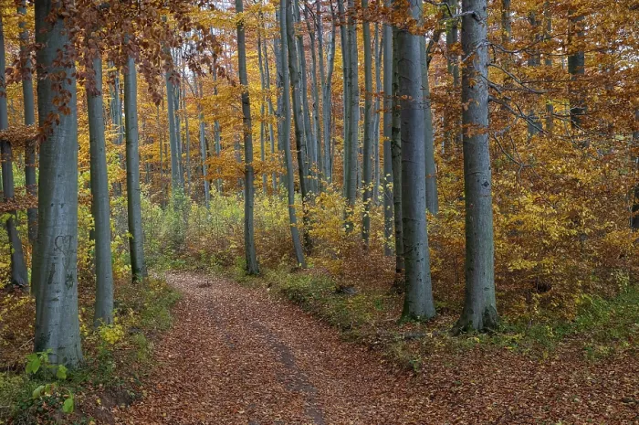 Gerahmter Druck : Atmosphäre, Herbst, Baum, Buchenwald Gerahmter Druck : Atmosphäre, Herbst, Baum, Buchenwald