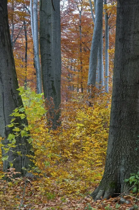 Gerahmter Druck : Atmosphäre, Herbst, Baum, Buchenwald. Gerahmter Druck : Atmosphäre, Herbst, Baum, Buchenwald.