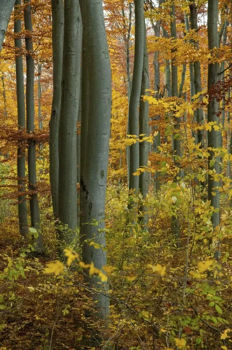 Gerahmter Druck : Atmosphäre, Herbst, Baum, Buchenwald.