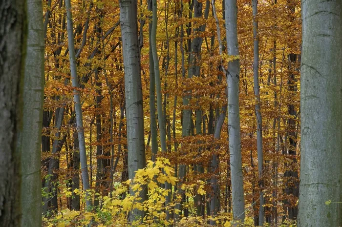 Gerahmter Druck : Atmosphäre, Herbst, Baum, Buchenwald Gerahmter Druck : Atmosphäre, Herbst, Baum, Buchenwald