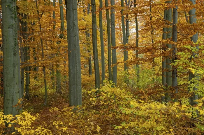 Gerahmter Druck : Atmosphäre, Herbst, Baum, Buchenwald Gerahmter Druck : Atmosphäre, Herbst, Baum, Buchenwald