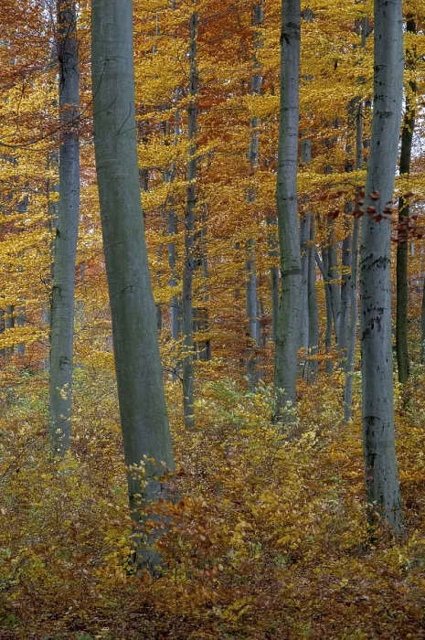 Gerahmter Druck : Atmosphäre, Herbst, Baum, Buchenwald. Gerahmter Druck : Atmosphäre, Herbst, Baum, Buchenwald.