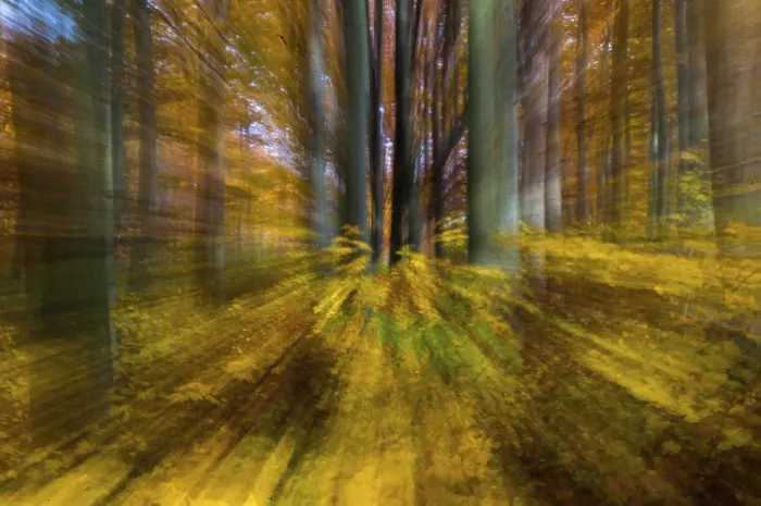Gerahmter Druck : Atmosphäre, Herbst, Baum, Buchenwald