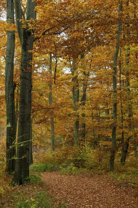 Gerahmter Druck : Atmosphäre, Herbst, Baum, Buchenwald