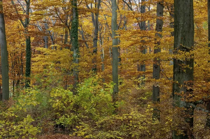 Gerahmter Druck : Atmosphäre, Herbst, Baum, Buchenwald Gerahmter Druck : Atmosphäre, Herbst, Baum, Buchenwald