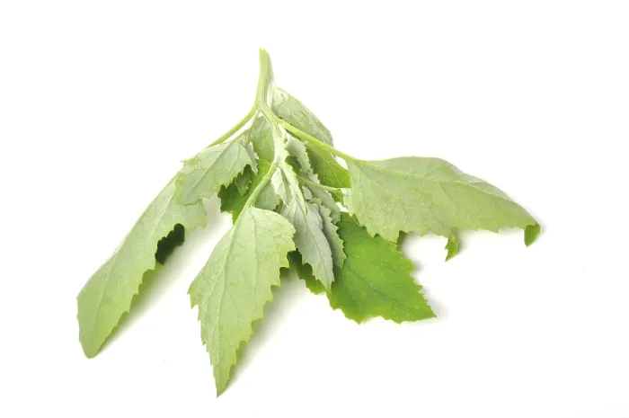 Gerahmter Druck : Atriplex hortensis, Chenopod auf weißem Hintergrund. Gerahmter Druck : Atriplex hortensis, Chenopod auf weißem Hintergrund.