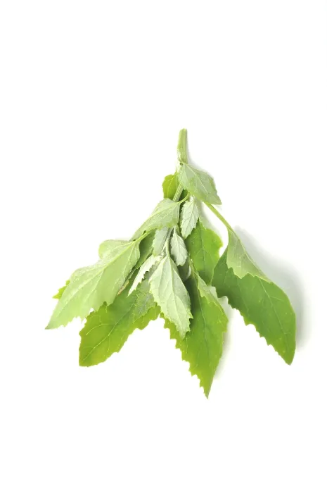 Gerahmter Druck : Atriplex hortensis, Chenopod auf weißem Hintergrund. Gerahmter Druck : Atriplex hortensis, Chenopod auf weißem Hintergrund.