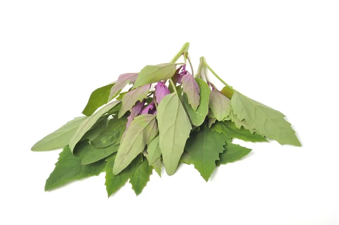 Gerahmter Druck : Atriplex hortensis, Chenopod auf weißem Hintergrund. Gerahmter Druck : Atriplex hortensis, Chenopod auf weißem Hintergrund.